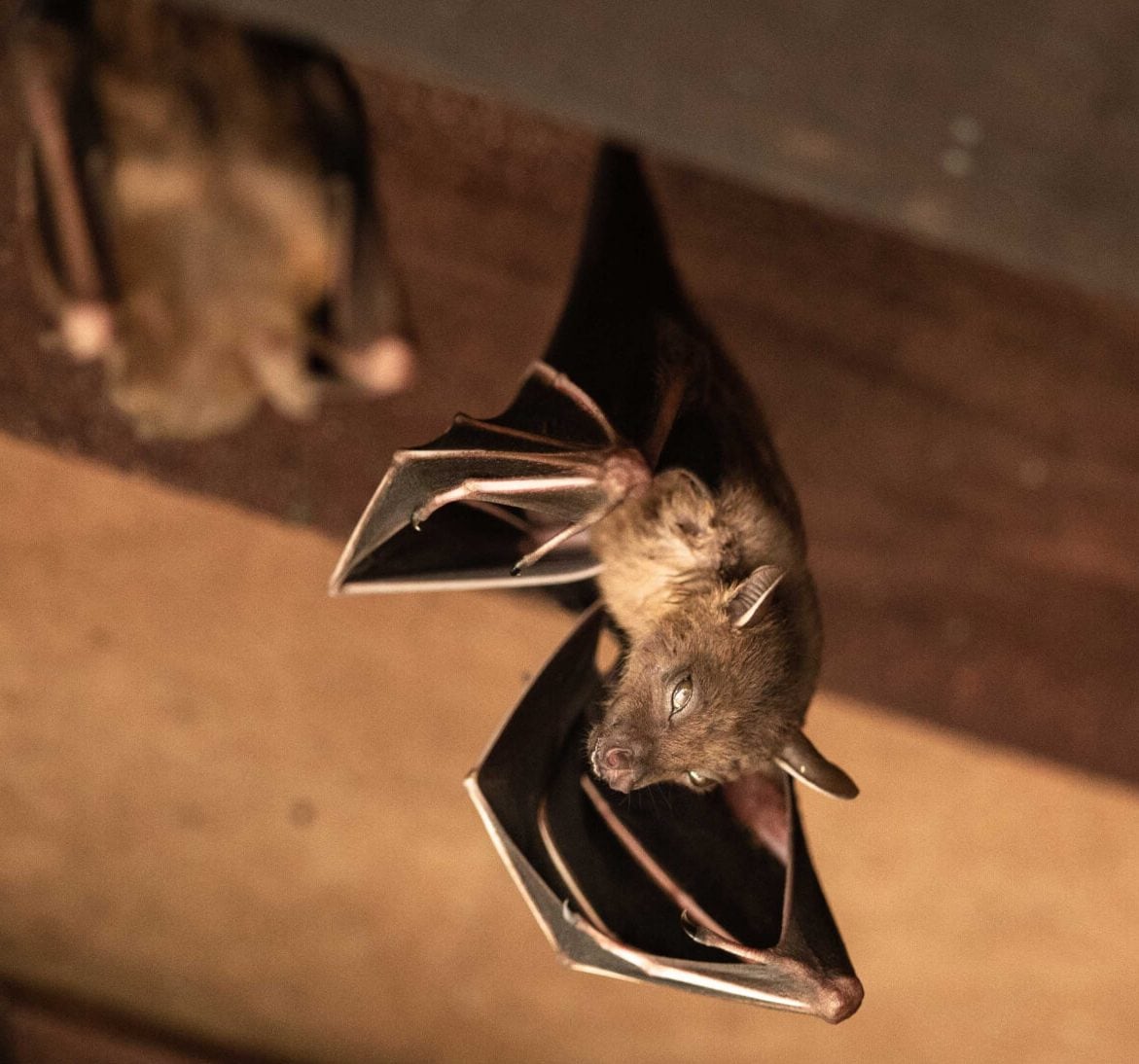 Wildlife-Bats in Hartly